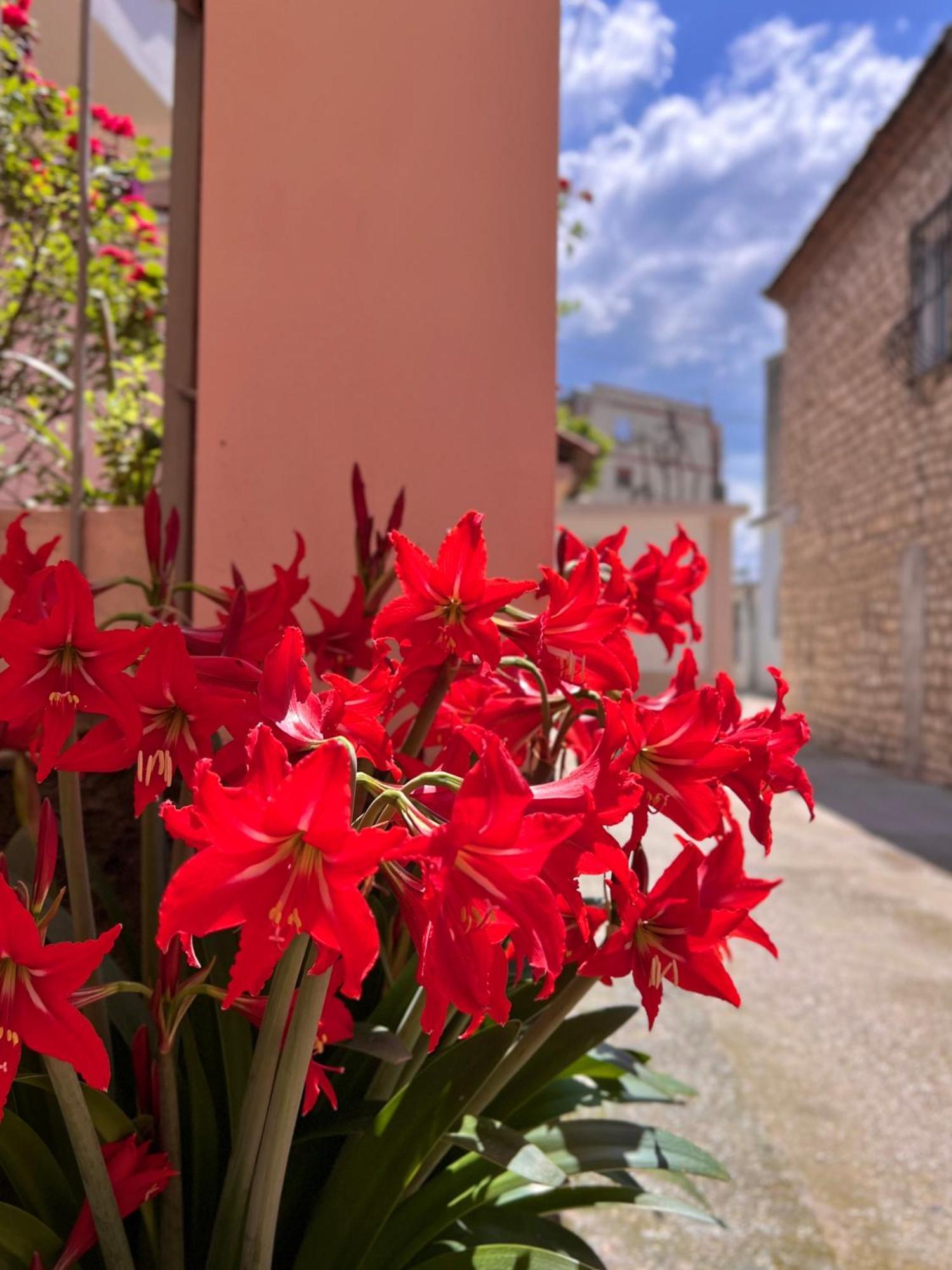 Villa Ensalv Berat - Apartment - Room - Penthouse Exterior foto